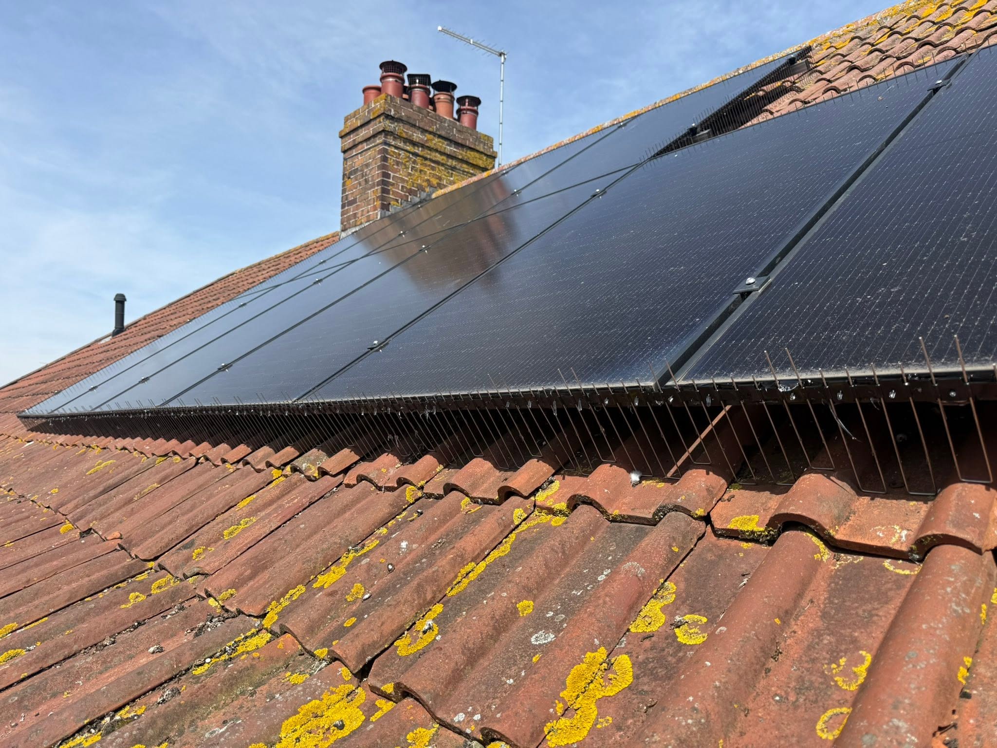 Solar Panel Pigeon Prevention