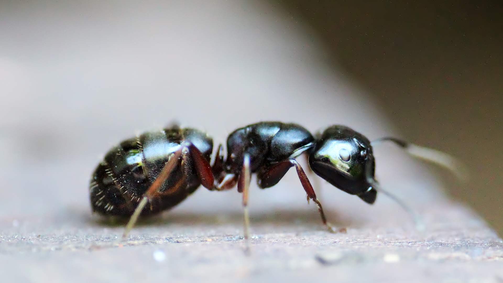 Ant pest control Bristol