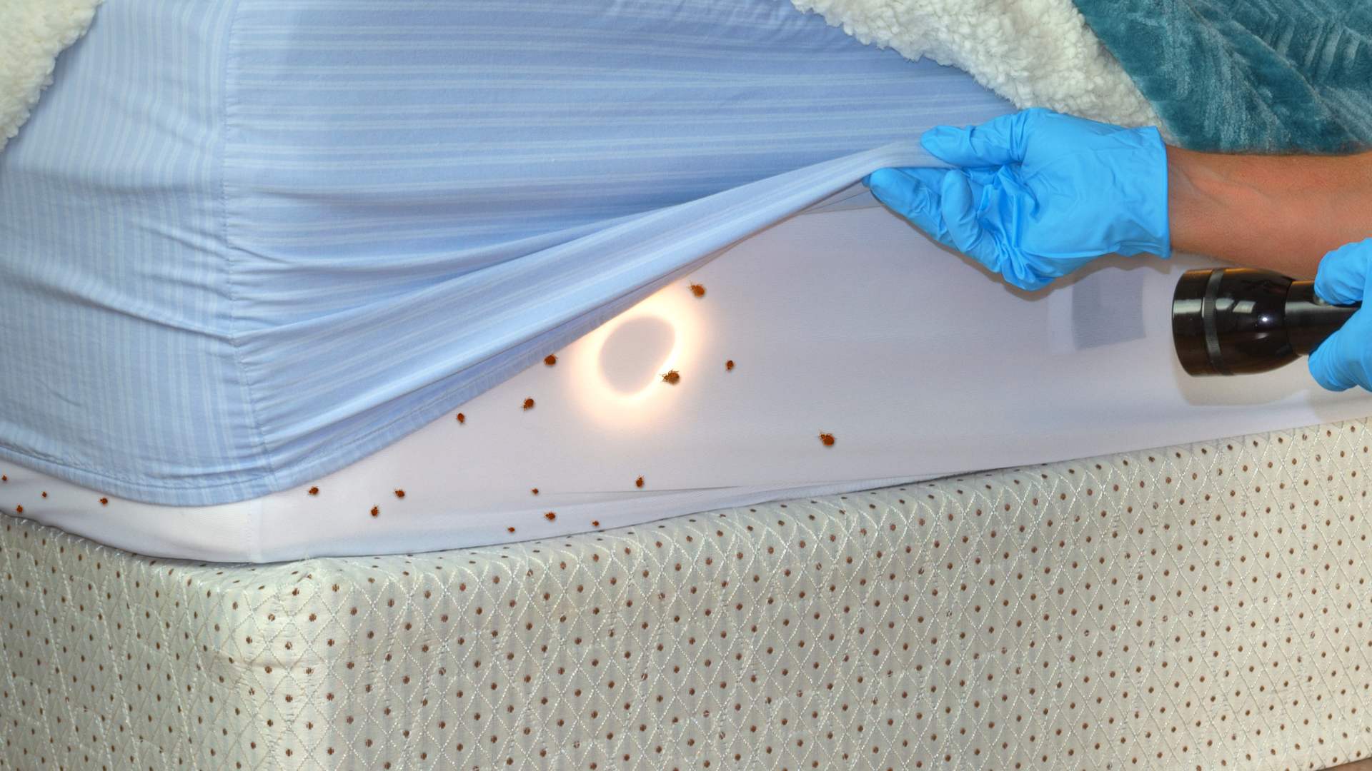 Bed bug treatment Bristol