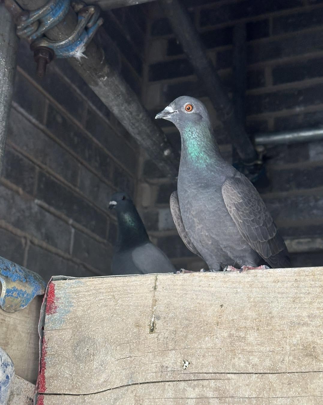 Bird Control
