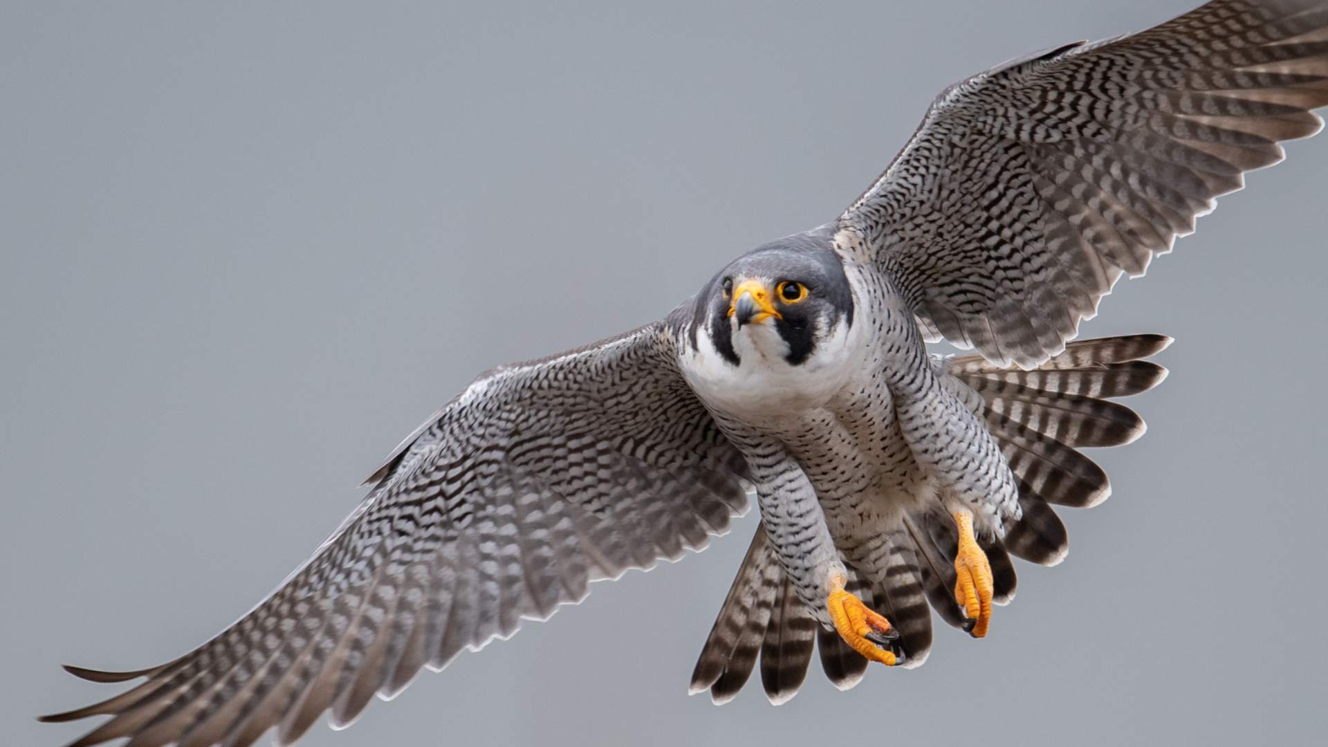 Falconry Pest Control