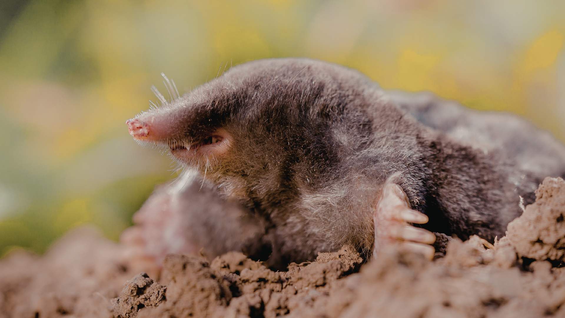 Mole control Bristol Somerset