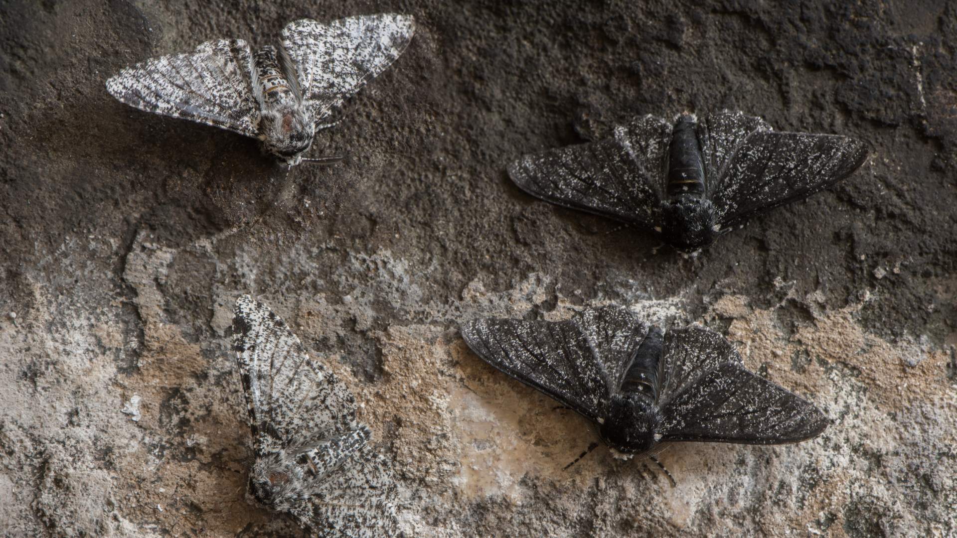 Moth control Bristol