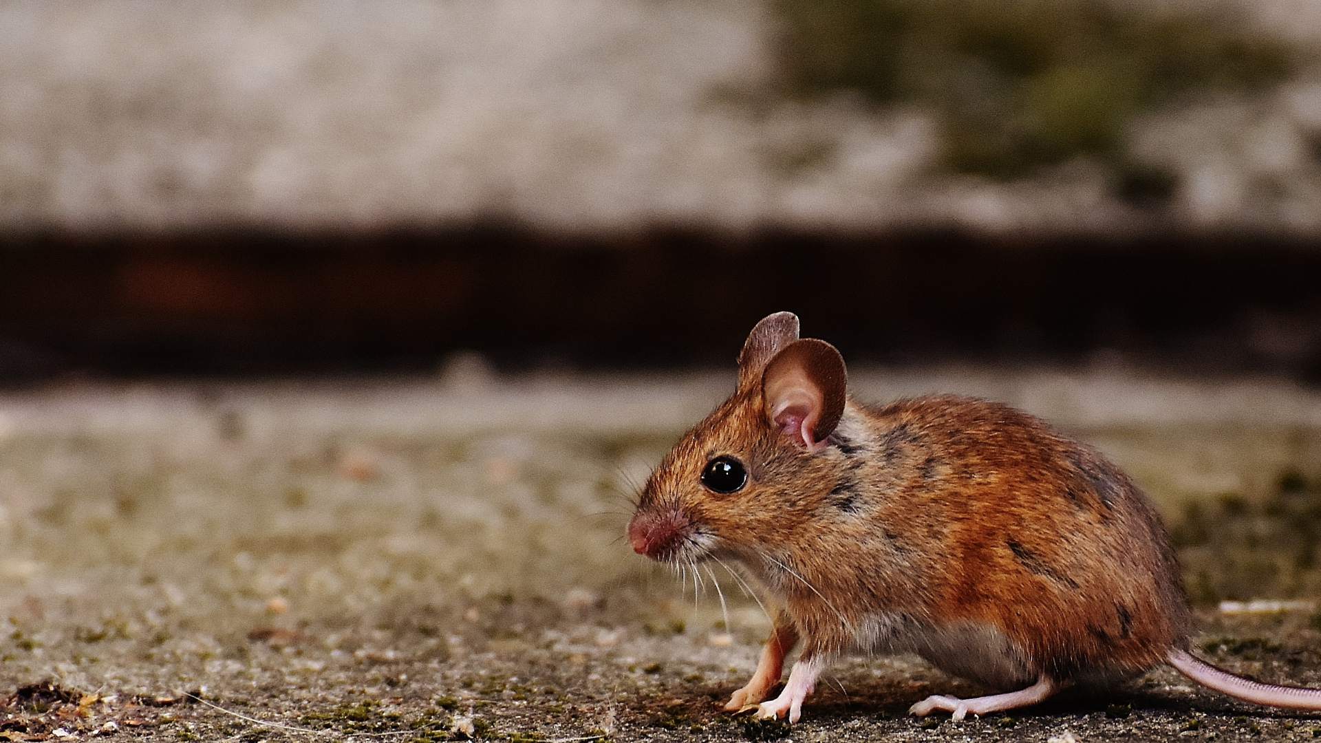 Mouse pest control Bristol