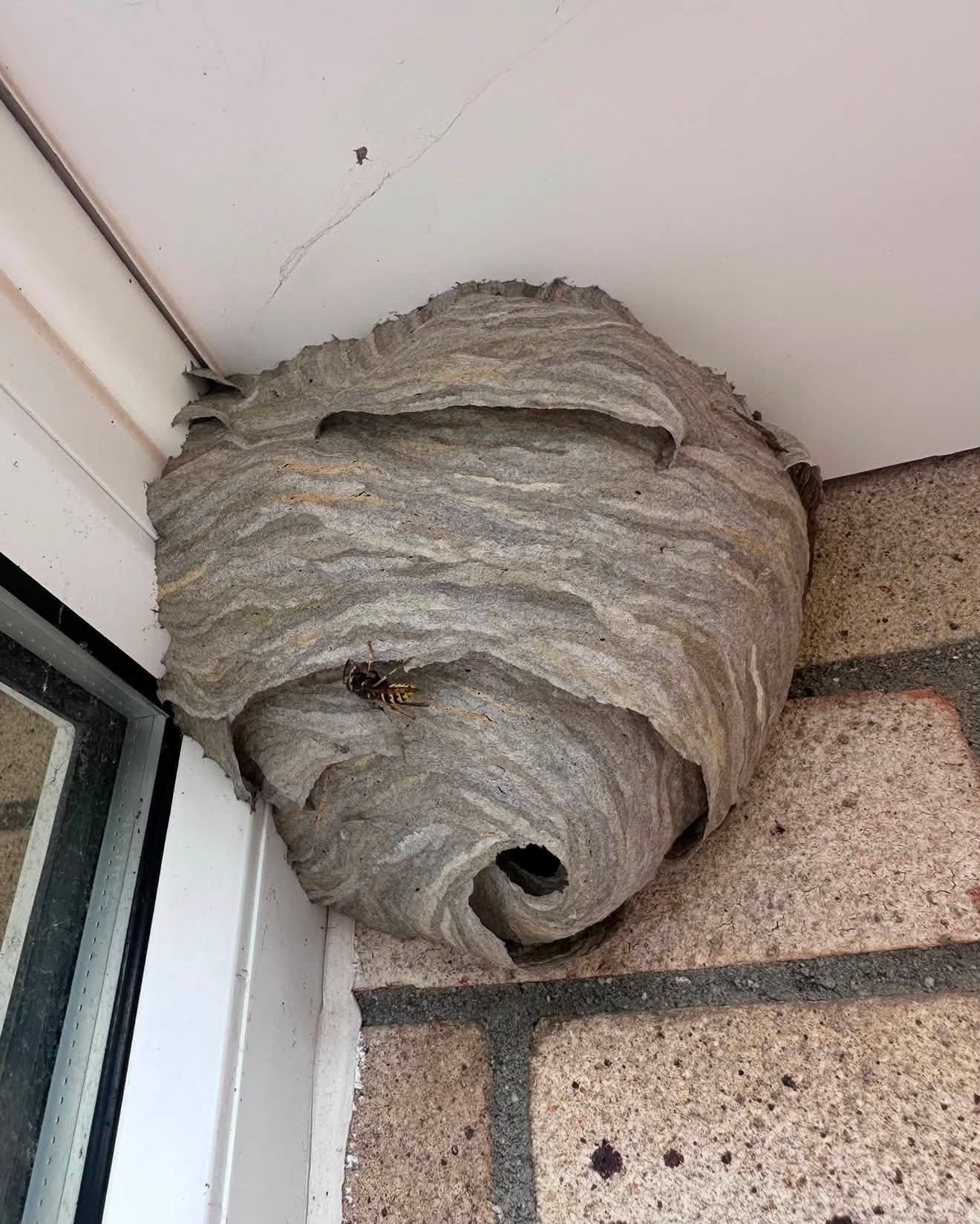 Wasp nest removal Bristol